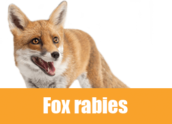fox rabies