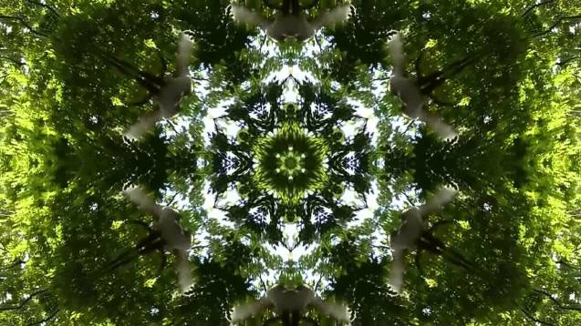 Forest for the trees