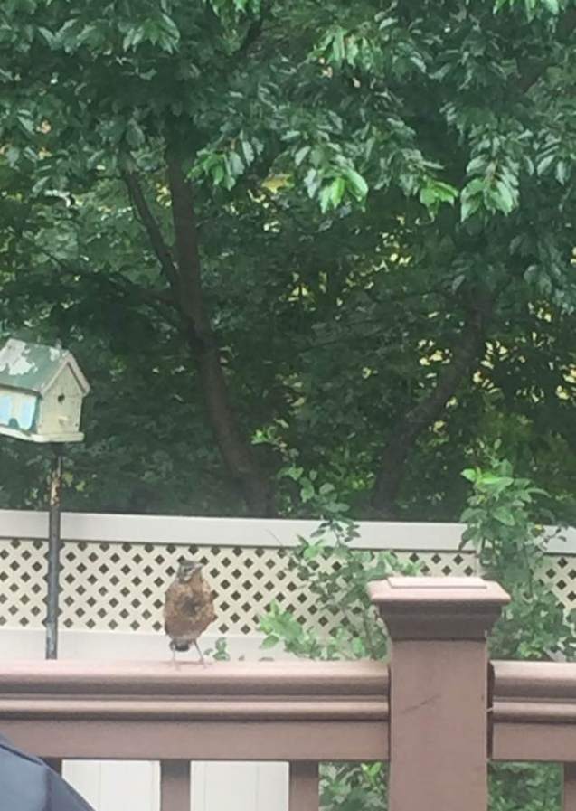 bird talking to his brother